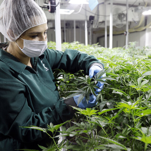 PharmCann Deutschland AG PharmCann Deutschland AG